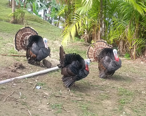 4 perus grandes , sendo 3 machos e uma fêmea